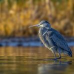 Graureiher (Ardea cinerea)