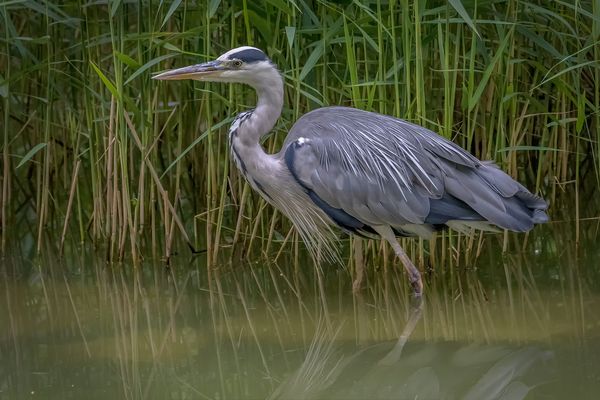 Graureiher (Ardea cinerea)