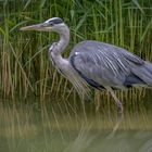 Graureiher (Ardea cinerea)