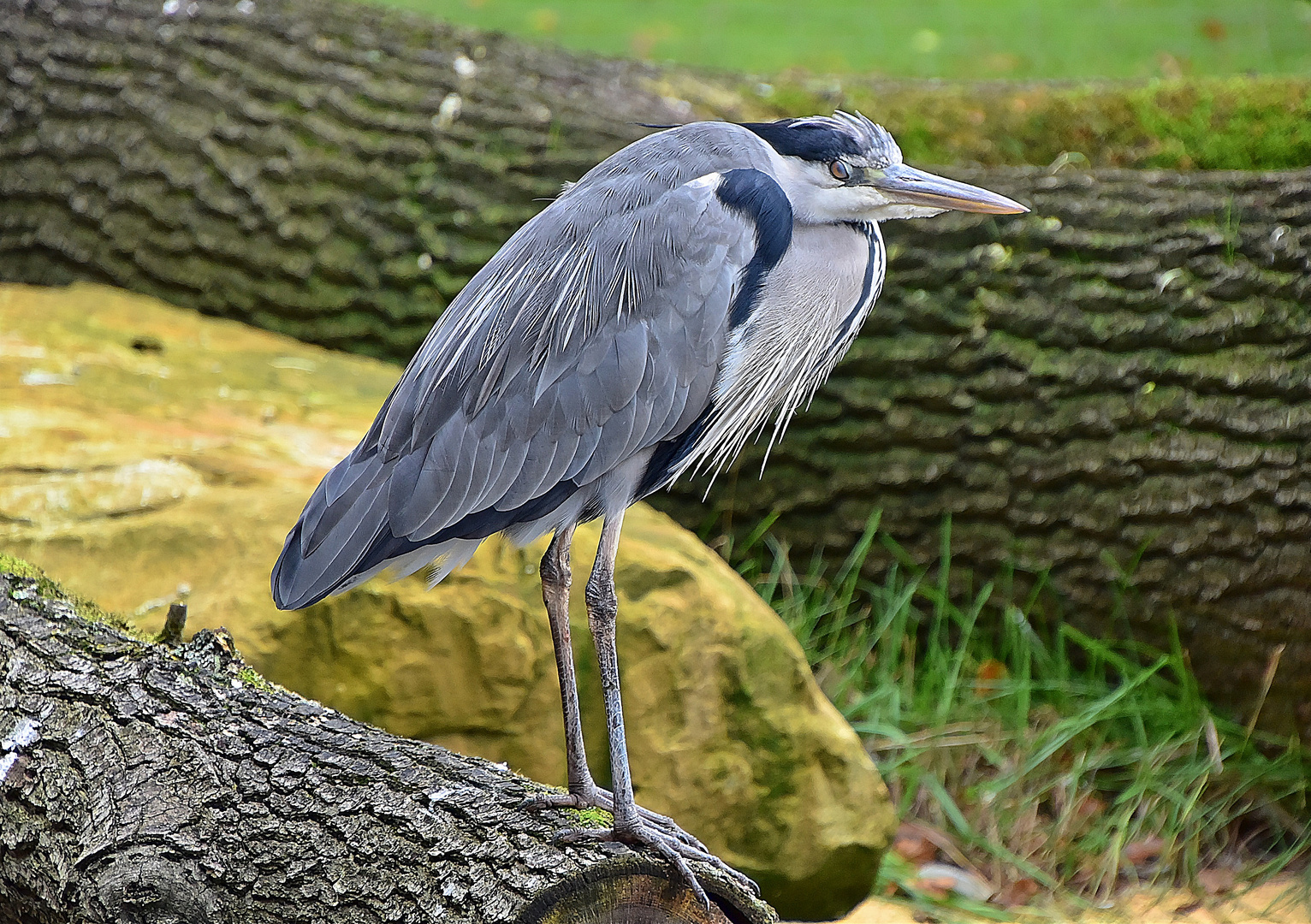 Graureiher (Ardea cinerea)