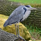 Graureiher (Ardea cinerea)