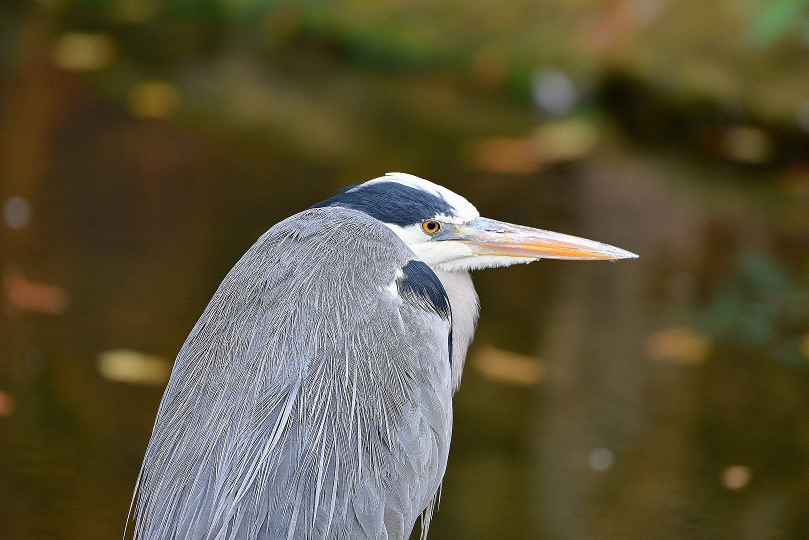 Graureiher (Ardea cinerea)