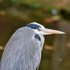 Graureiher (Ardea cinerea)