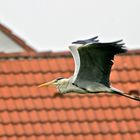 Graureiher (Ardea cinerea)