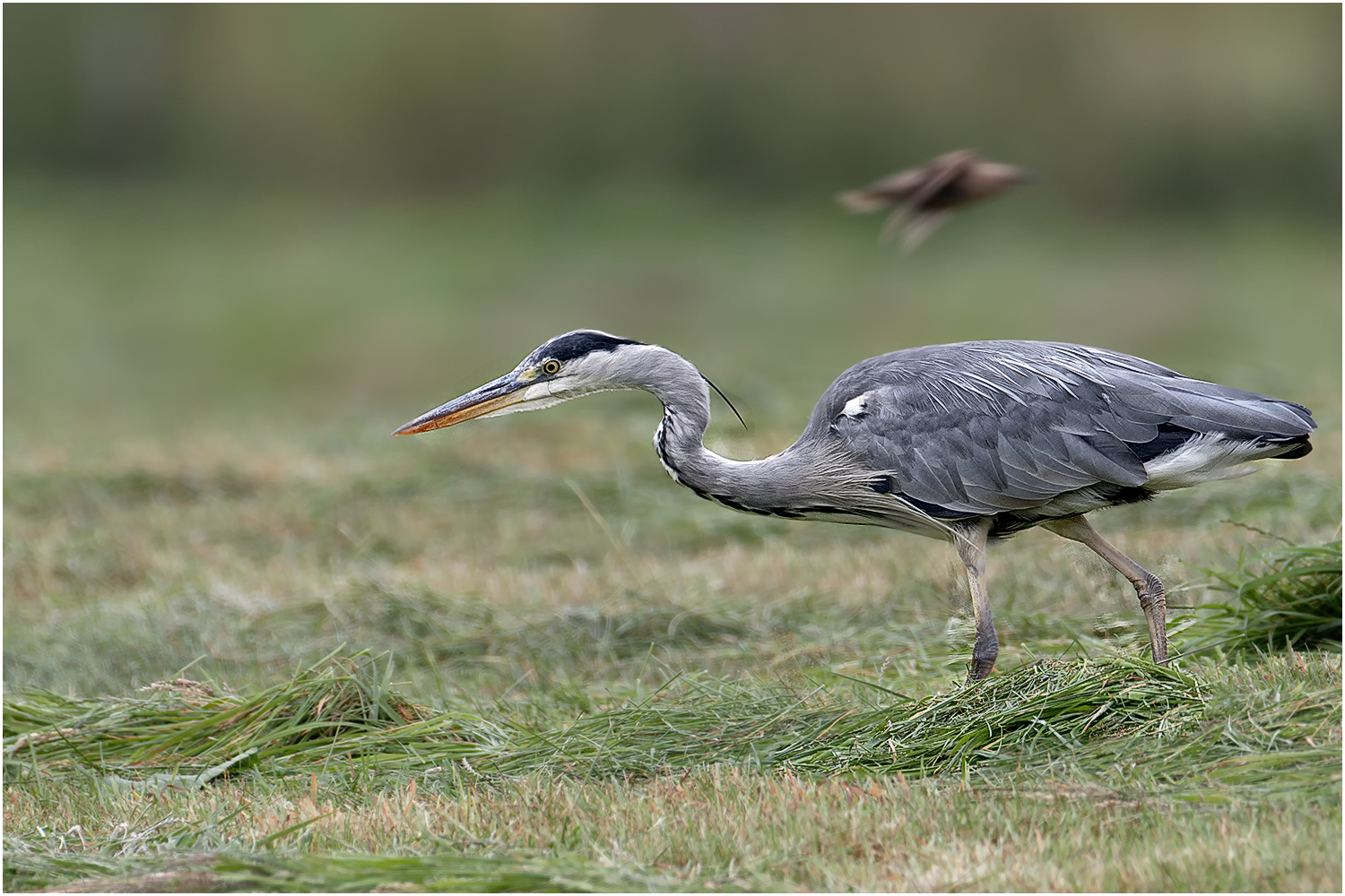 Graureiher (Ardea cinerea)