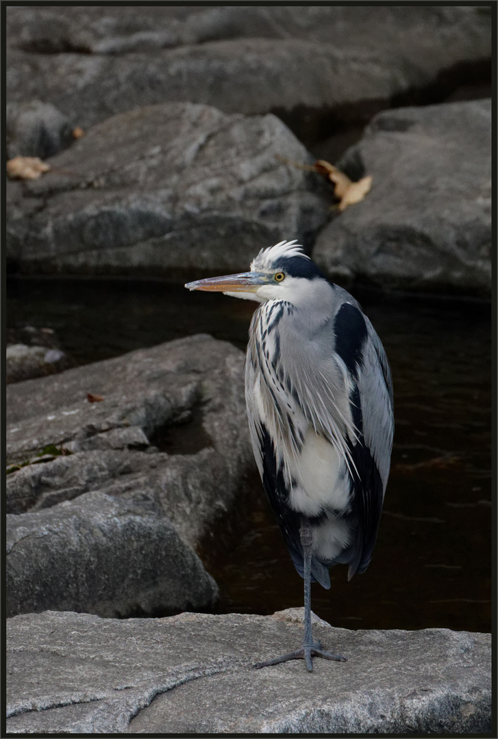 Graureiher (Ardea cinerea) ...,