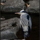 Graureiher (Ardea cinerea) ...,