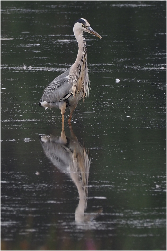 Graureiher (Ardea cinerea)