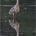 Graureiher (Ardea cinerea)