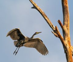 Graureiher - Ardea cinerea