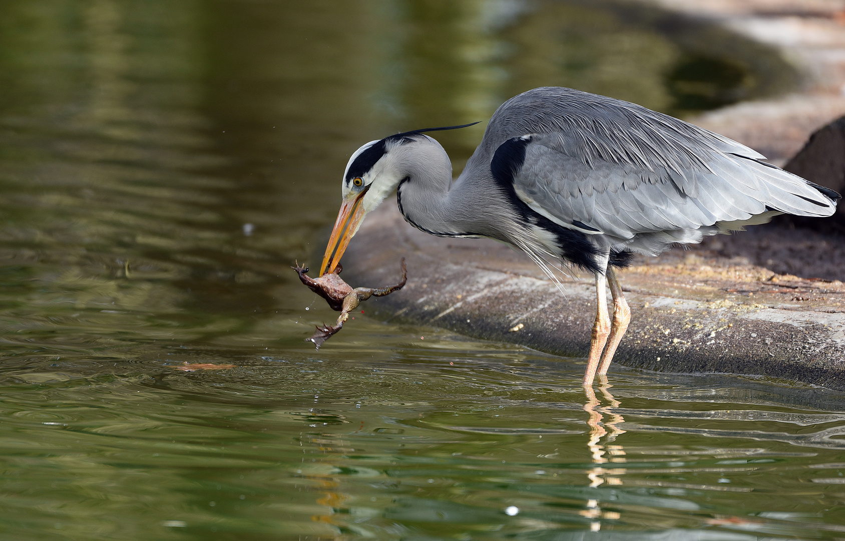 Graureiher (Ardea cinerea)