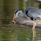 Graureiher (Ardea cinerea)