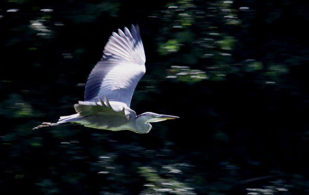 Graureiher (Ardea cinerea)