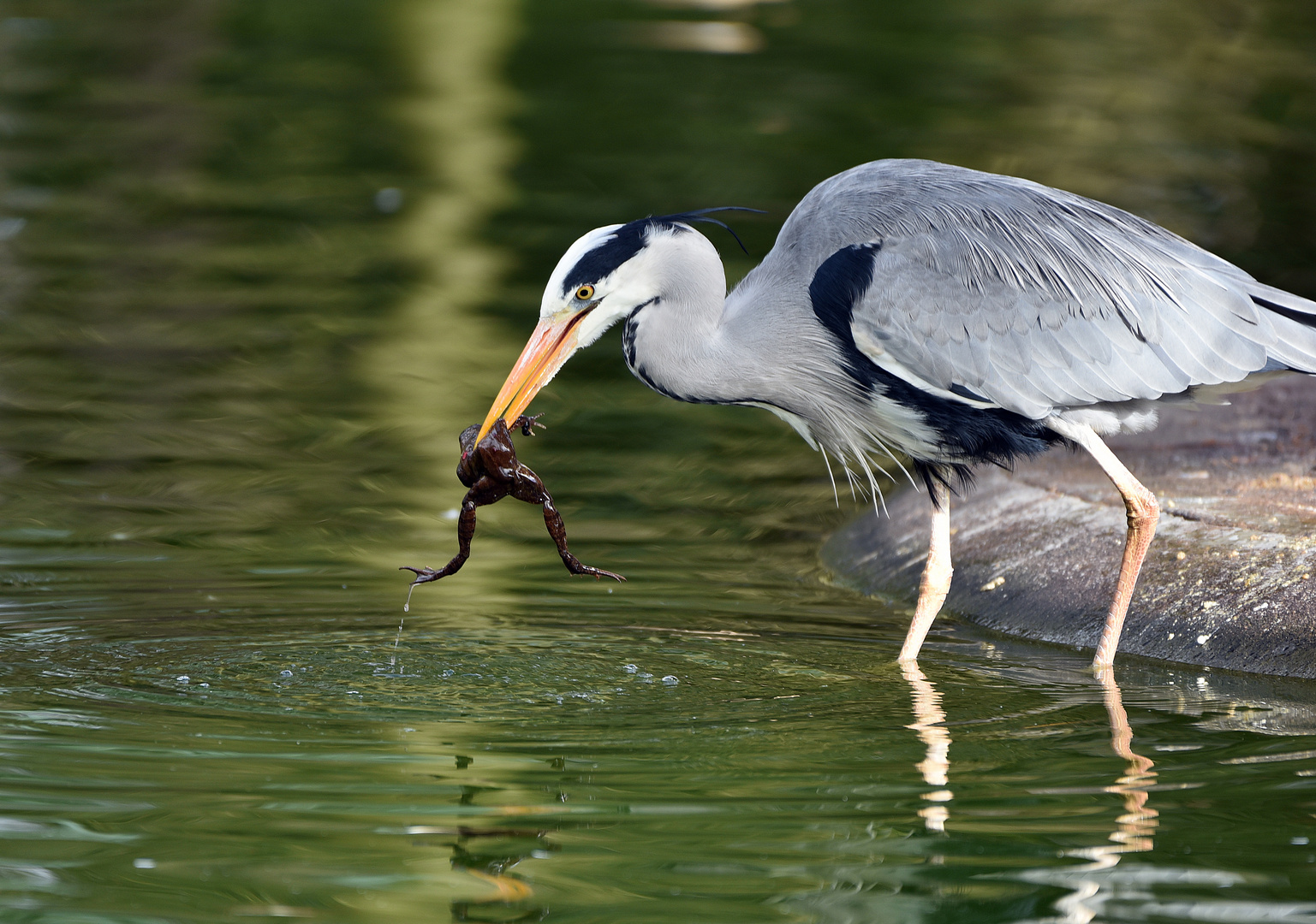 Graureiher (Ardea cinerea)