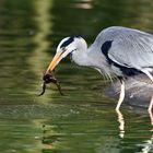 Graureiher (Ardea cinerea)