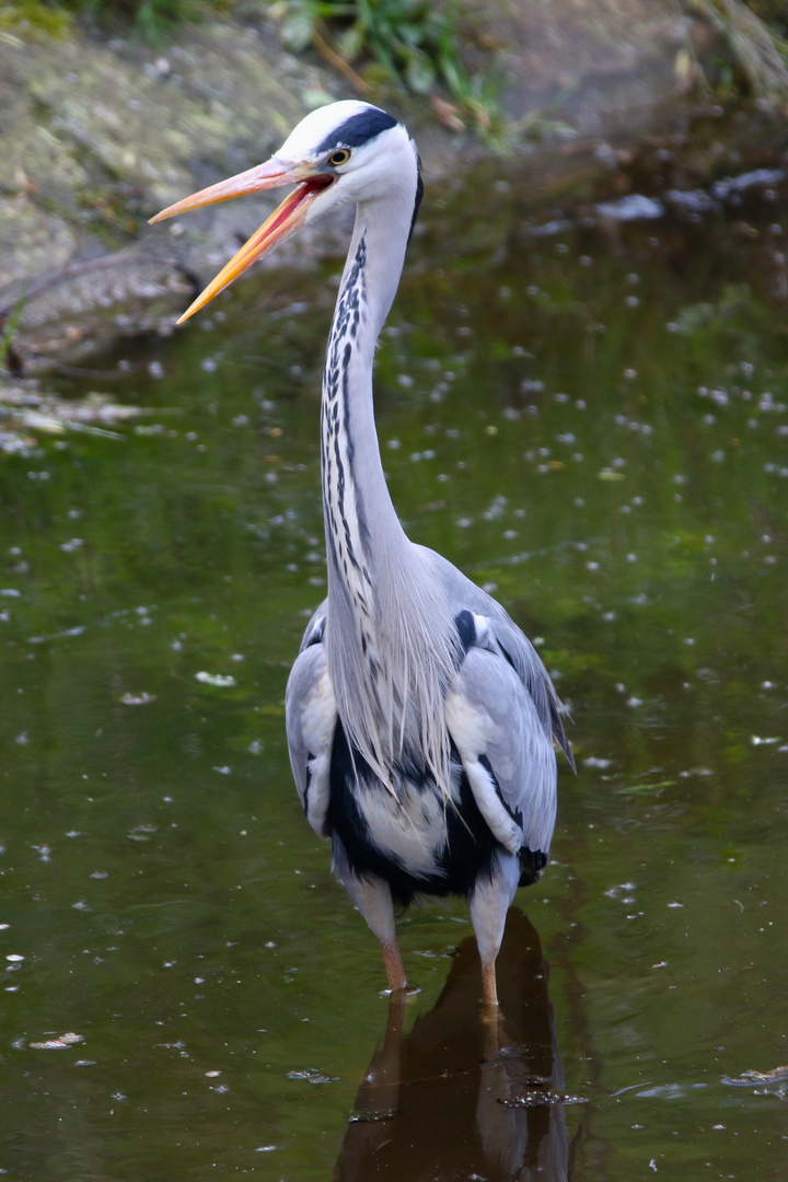 Graureiher [Ardea cinerea]