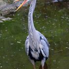 Graureiher [Ardea cinerea]