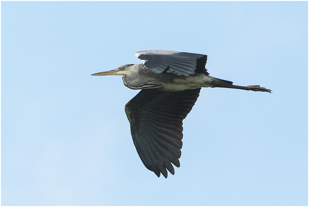 Graureiher - Ardea cinerea