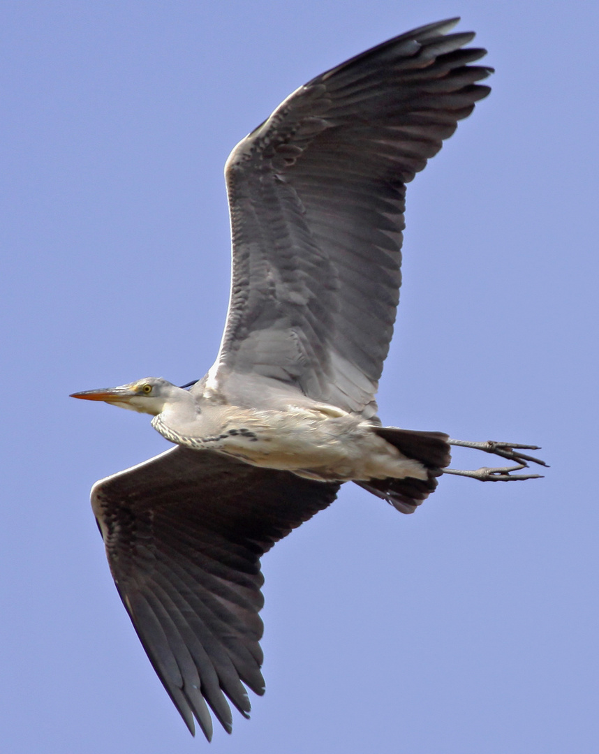 Graureiher (Ardea cinerea)