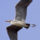 Graureiher (Ardea cinerea)