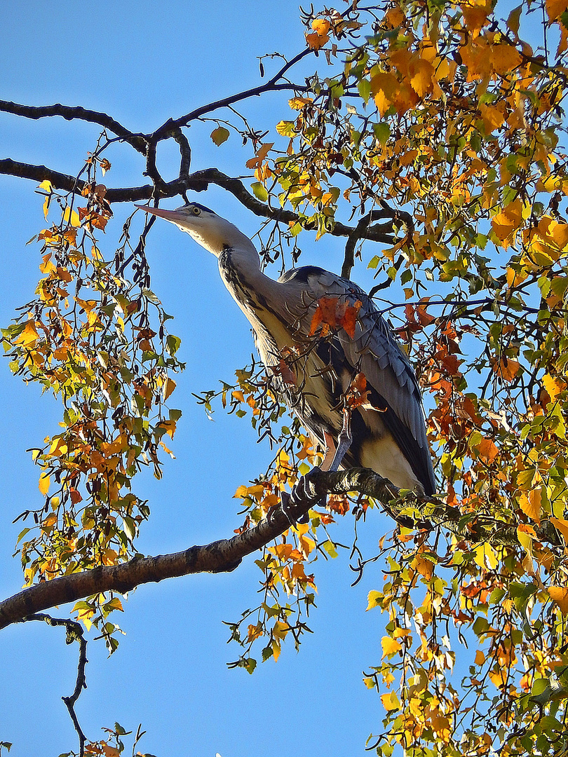 Graureiher (Ardea cinerea)