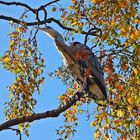 Graureiher (Ardea cinerea)