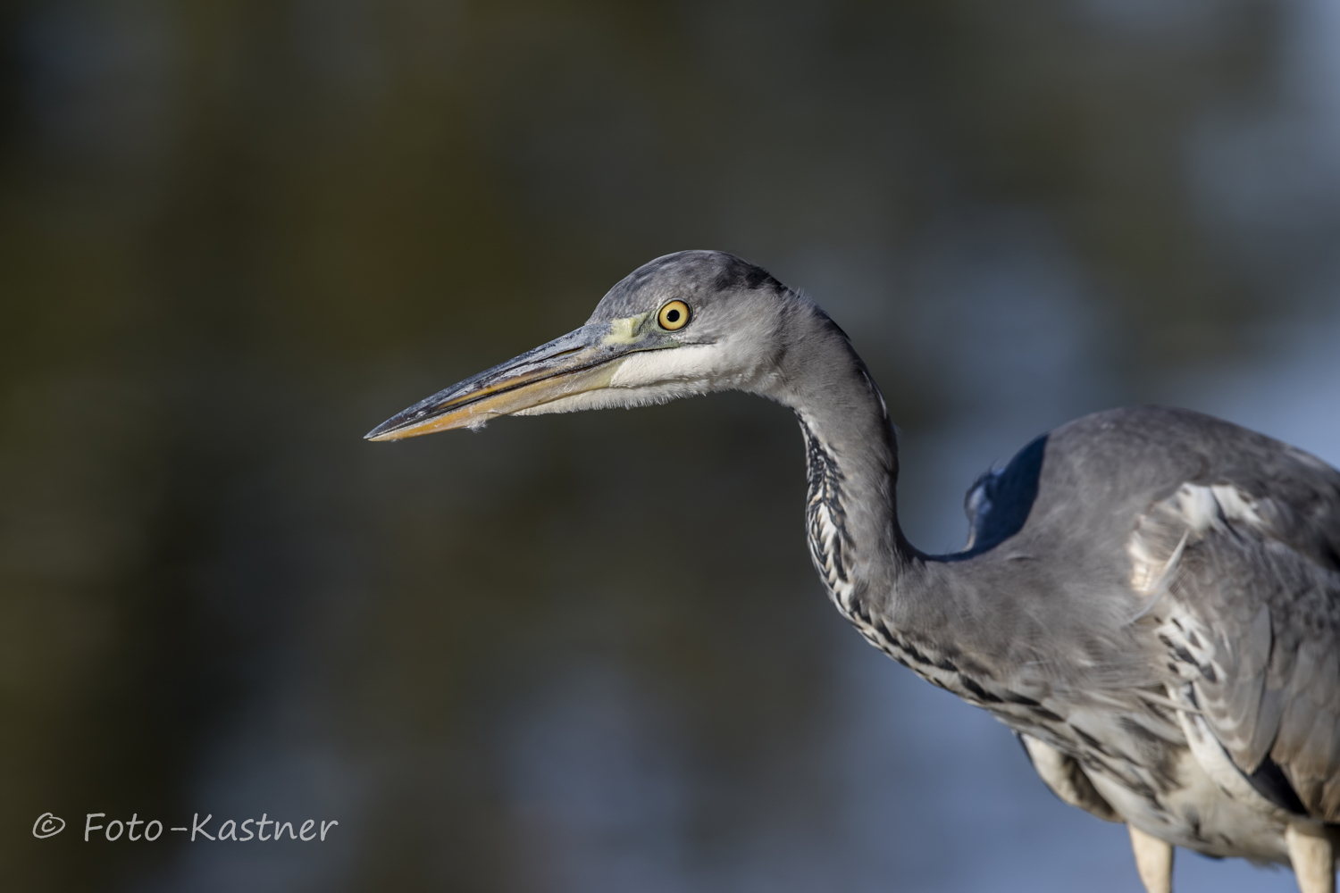 Graureiher (Ardea cinerea)