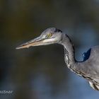 Graureiher (Ardea cinerea)