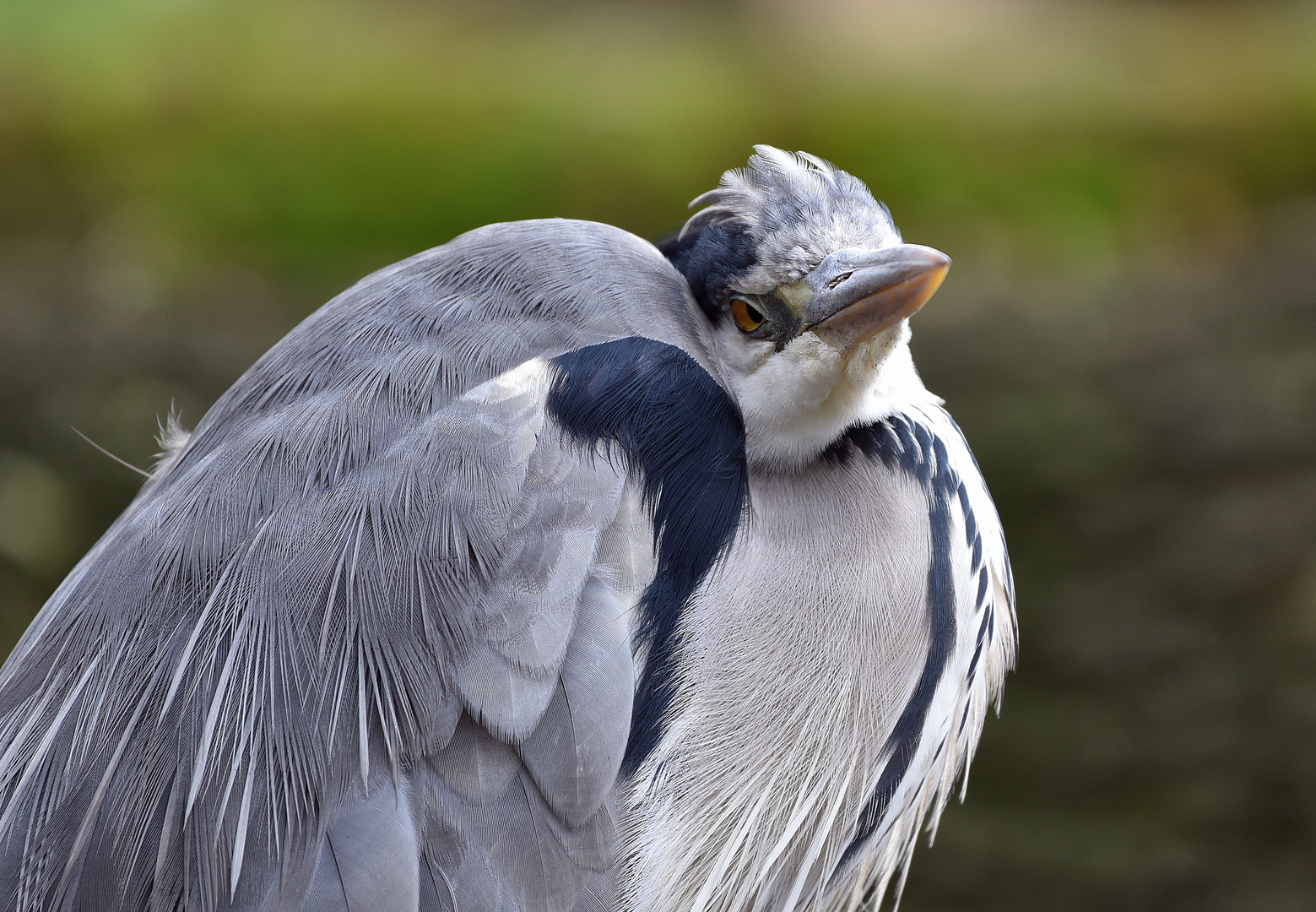 Graureiher (Ardea cinerea)