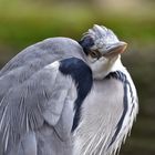 Graureiher (Ardea cinerea)