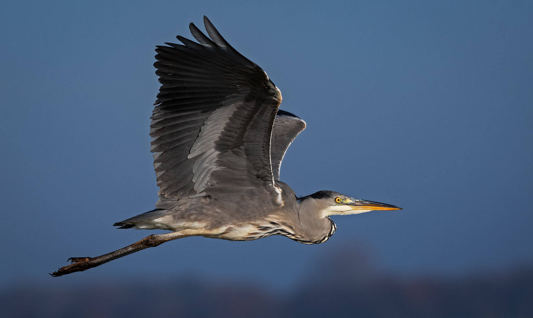 Graureiher  -  Ardea cinerea