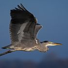 Graureiher  -  Ardea cinerea