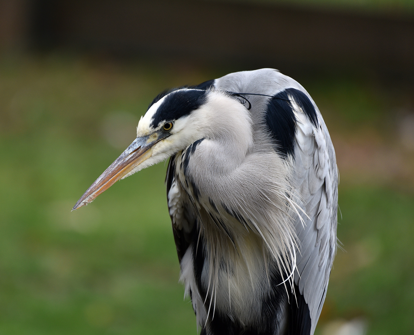 Graureiher (Ardea cinerea)