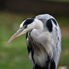 Graureiher (Ardea cinerea)