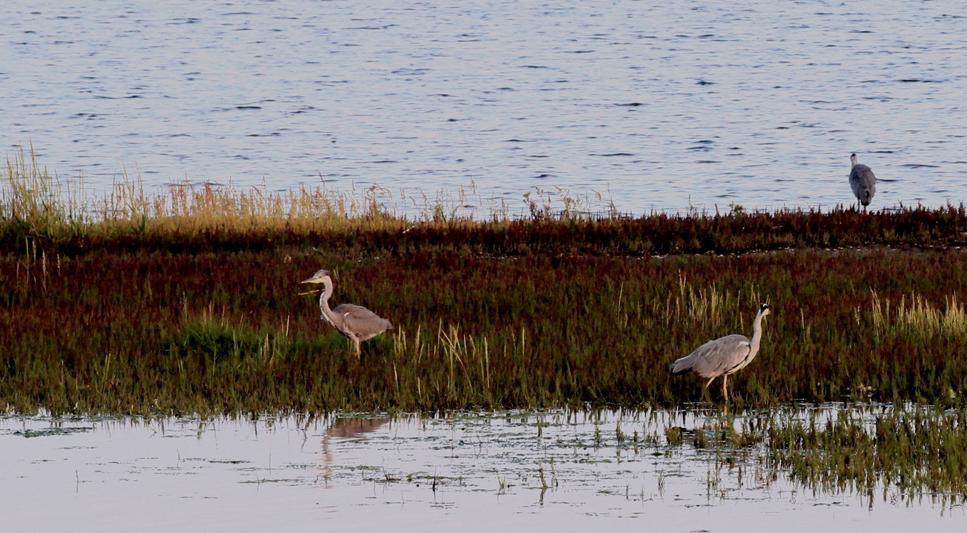 Graureiher (Ardea cinerea)...