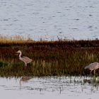 Graureiher (Ardea cinerea)...