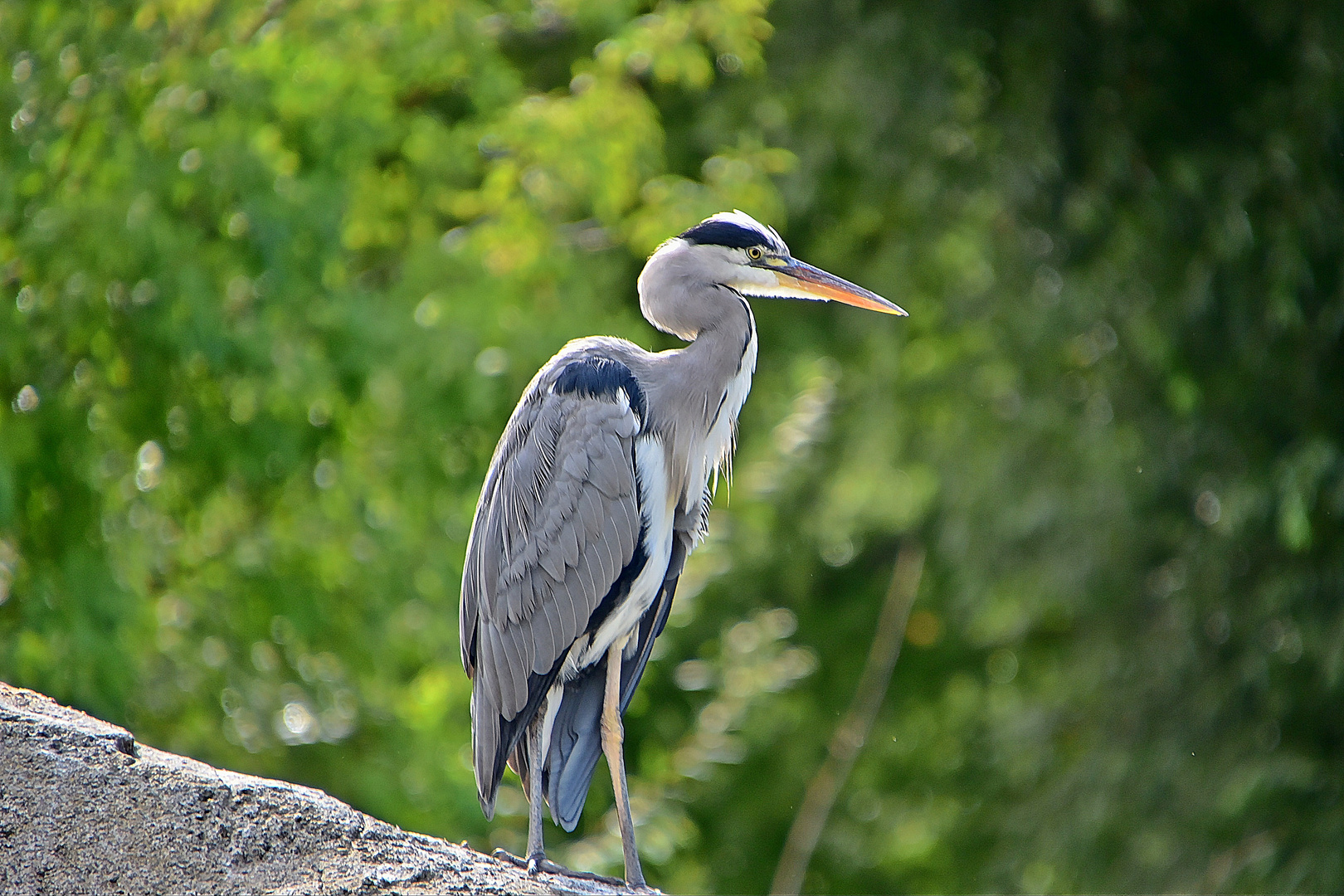 Graureiher (Ardea cinerea)