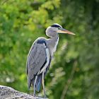 Graureiher (Ardea cinerea)