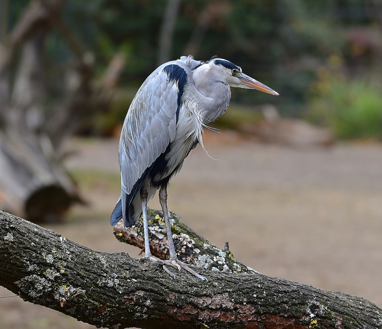 Graureiher (Ardea cinerea)