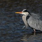   Graureiher (Ardea cinerea)