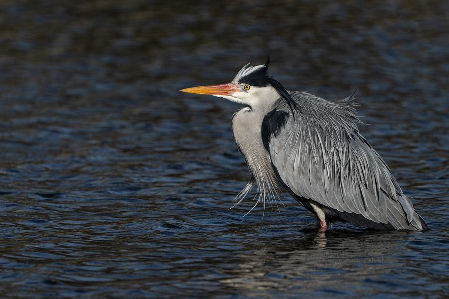   Graureiher (Ardea cinerea)