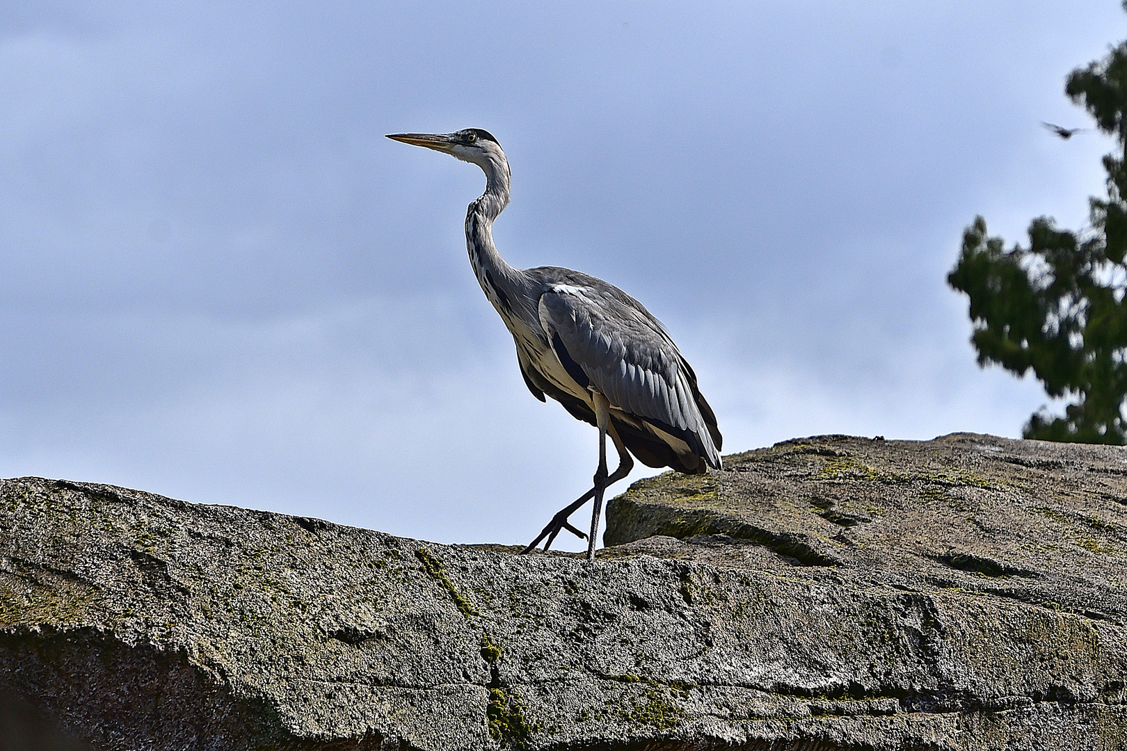 Graureiher (Ardea cinerea)