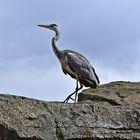 Graureiher (Ardea cinerea)