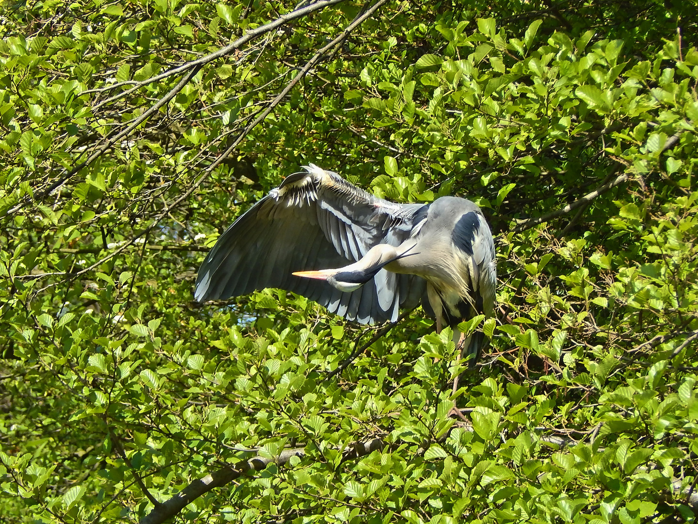 Graureiher (Ardea cinerea)