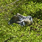 Graureiher (Ardea cinerea)