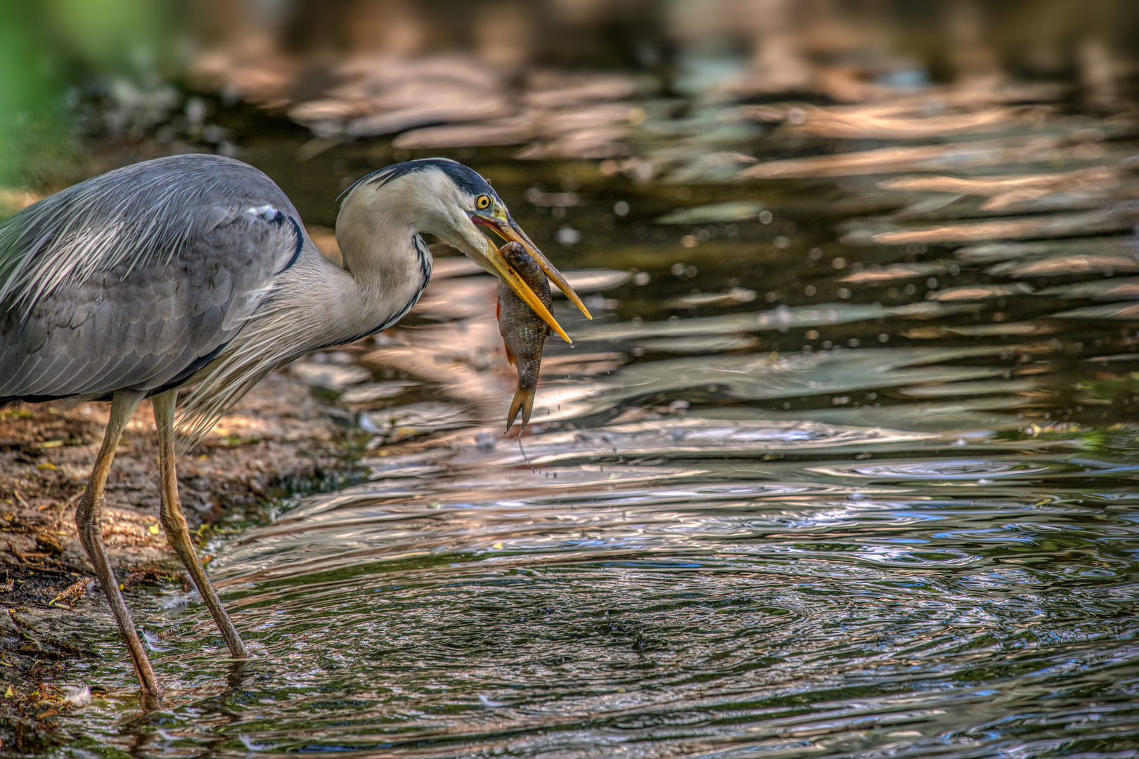  Graureiher (Ardea cinerea)