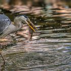  Graureiher (Ardea cinerea)