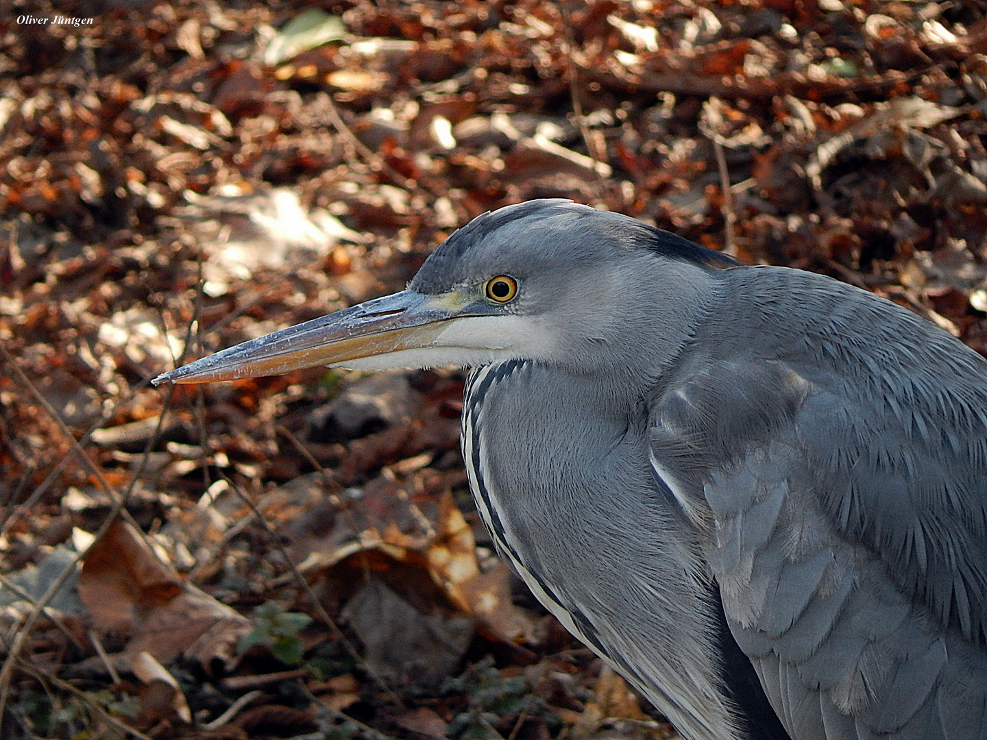 Graureiher (Ardea cinerea)