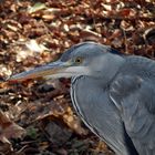 Graureiher (Ardea cinerea)