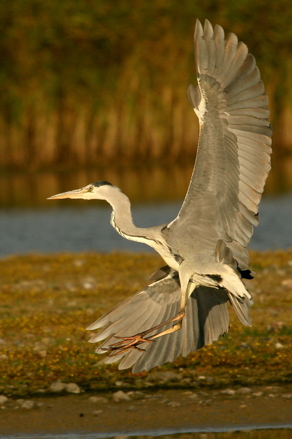 Graureiher (Ardea cinerea)